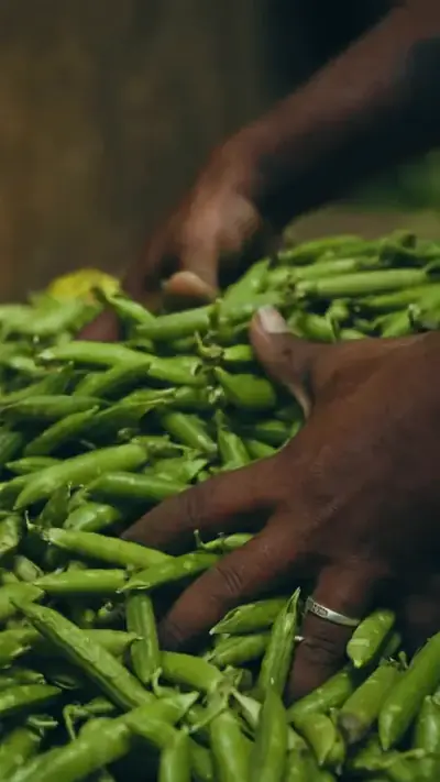 Reel: peas, handpicked